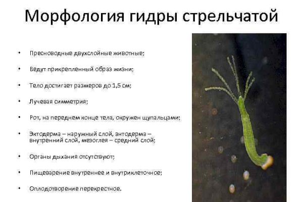 Кракен соль