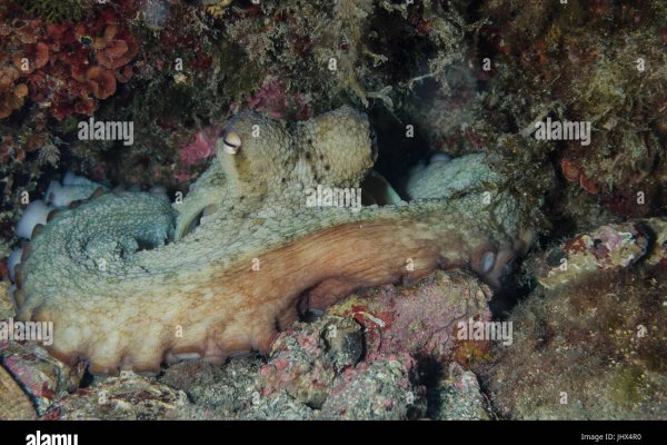 Kraken 13at