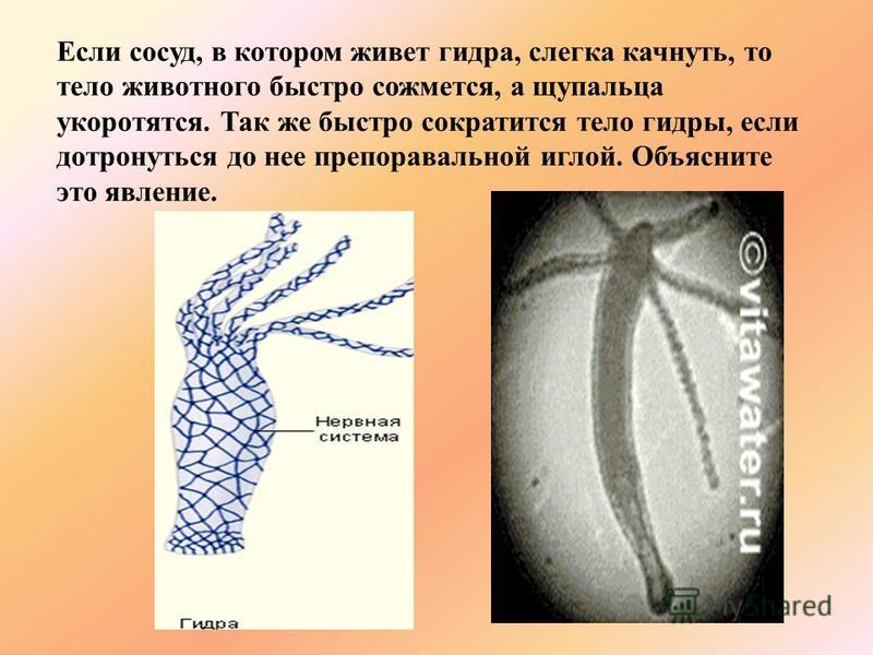 Где брать ссылки на кракен